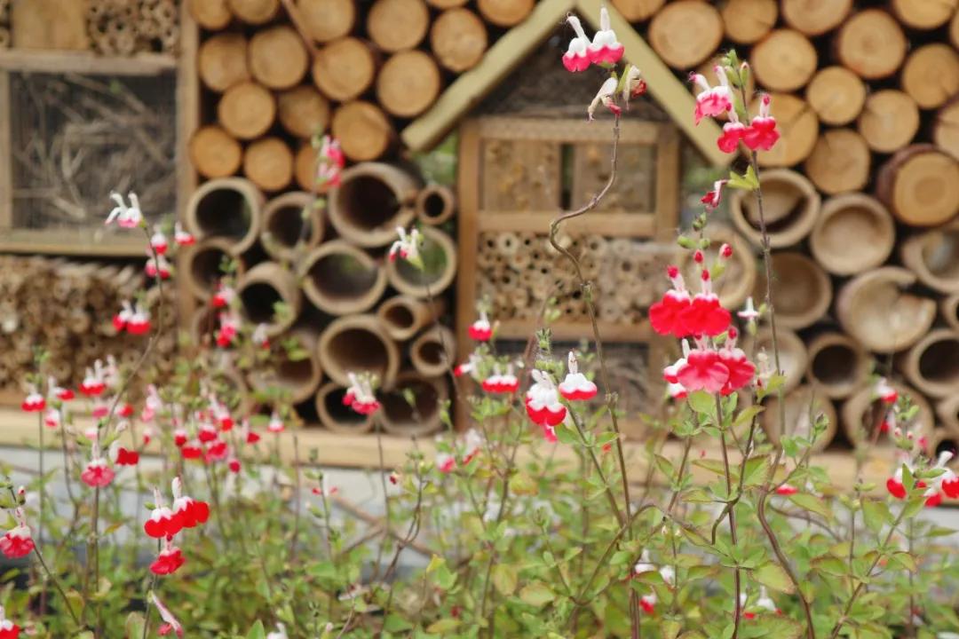 花展的意义,花展布展情况介绍