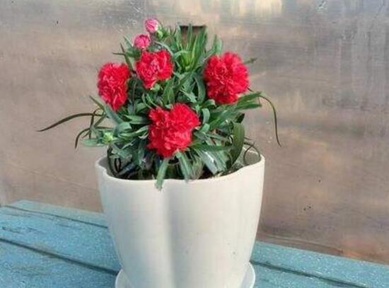 盆栽的康乃馨浇水怎么浇最好,康乃馨盆栽浇水技巧