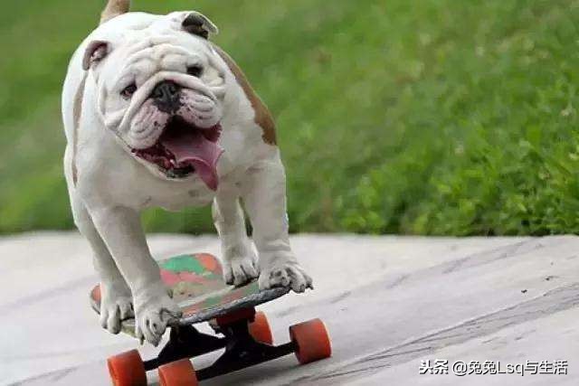 大型斗牛犬有哪些品种,斗牛犬都有哪些品种