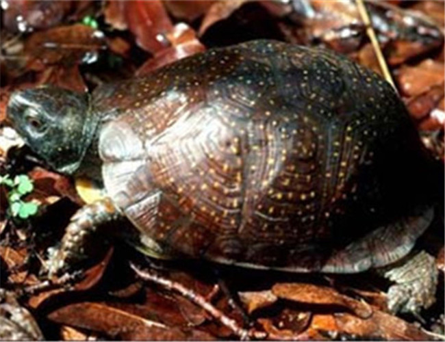 水陆两栖龟选什么龟,水陆两栖龟陆龟怎么区别