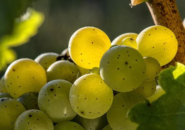 雷司令和霞多丽和长相思怎么选,雷司令霞多丽长相思风味特征区别