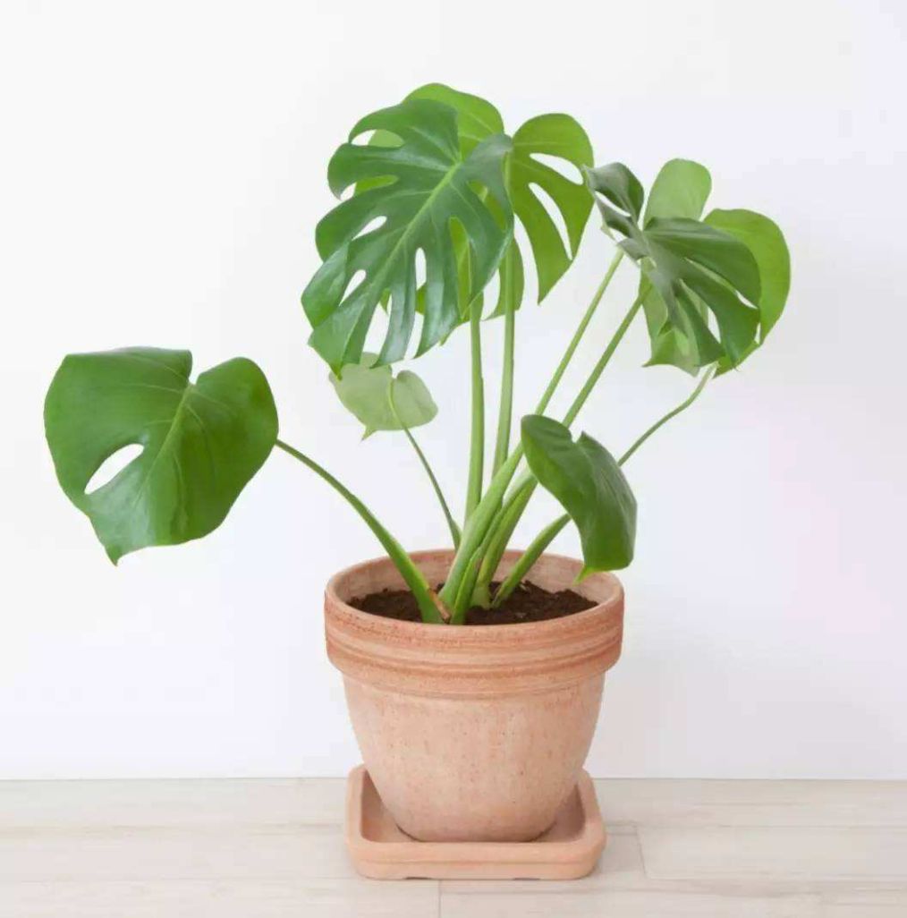 家里有甲醛用什么植物好,新装修的房子什么植物可以去甲醛