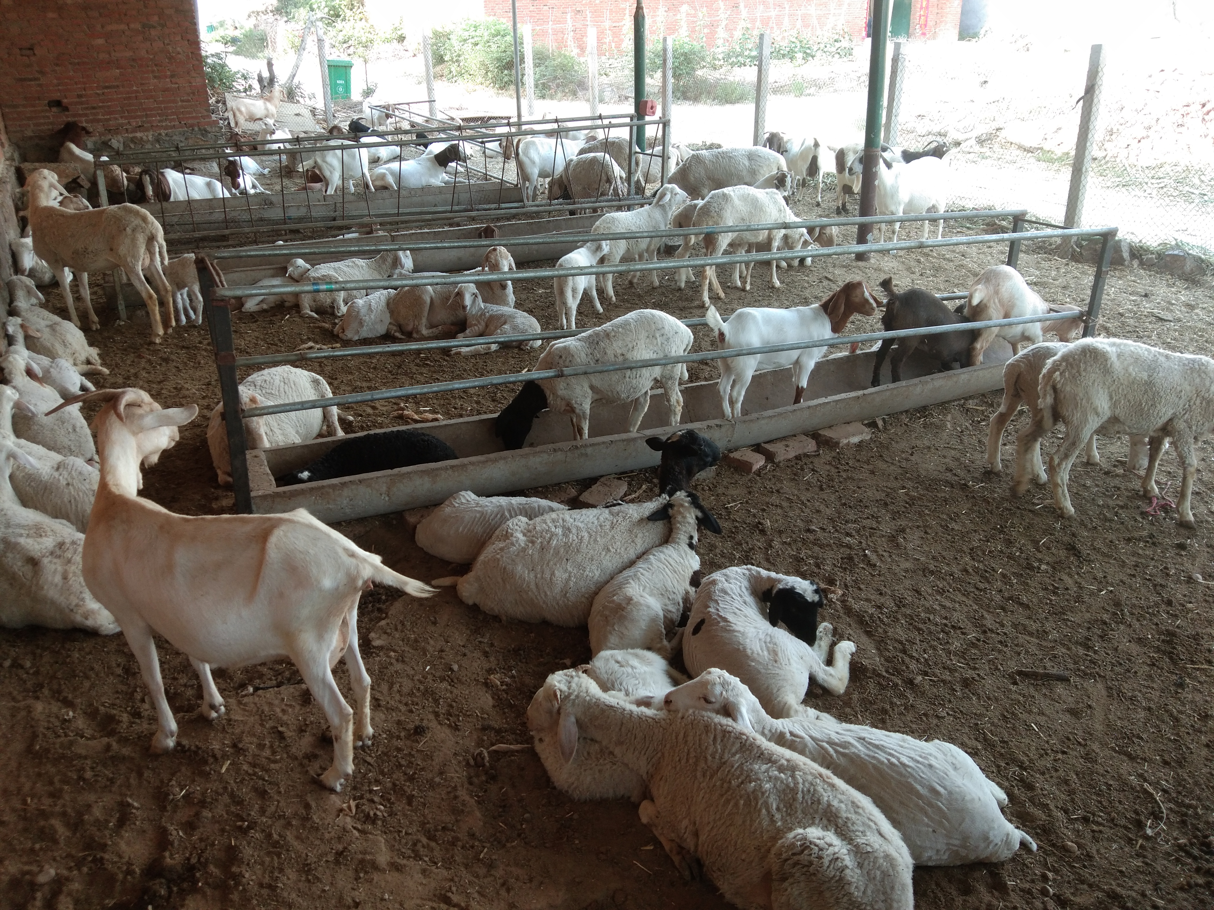 养殖户学习技巧,学习给羊打针技术