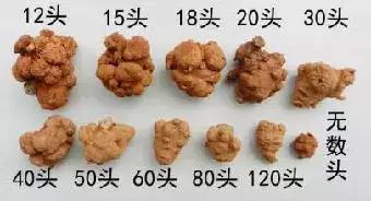 鉴别三七,最全三七鉴别法点进来终身受用