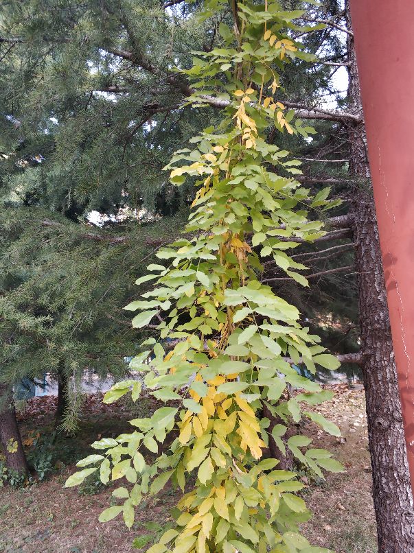 美丽的沙河,沙河一中怎么样