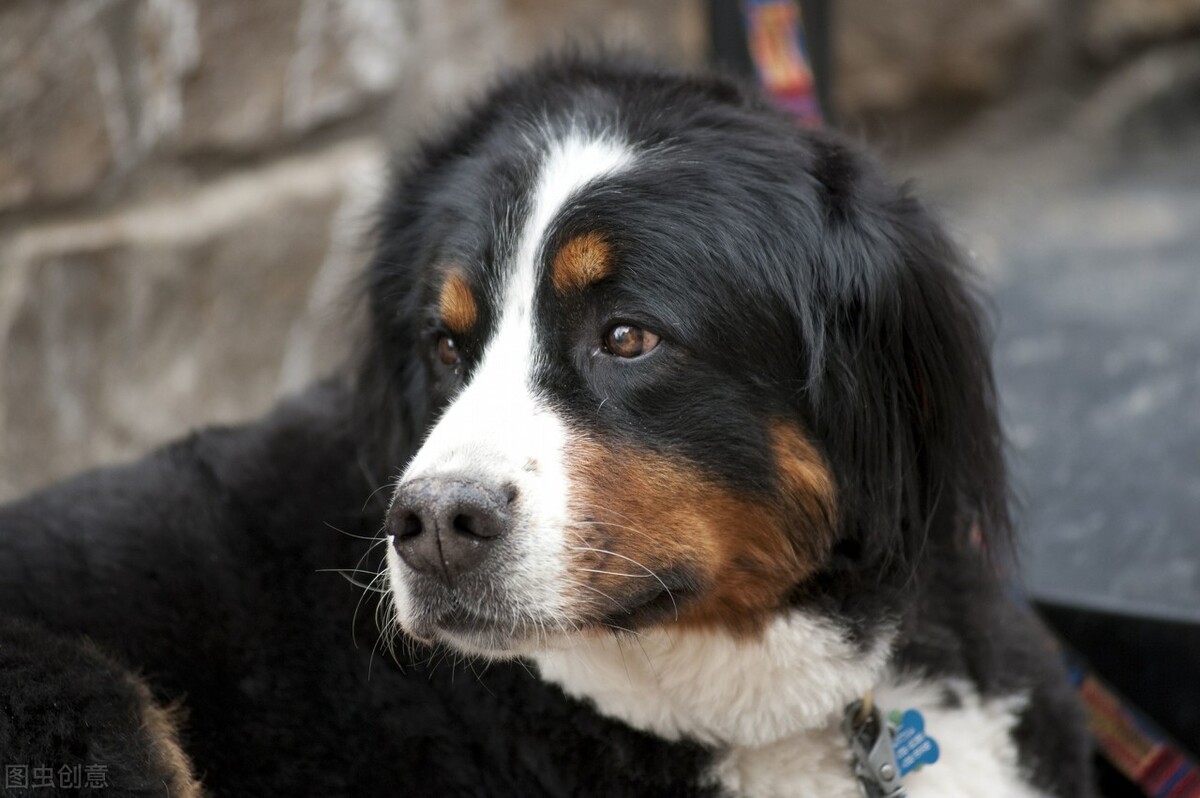 狗狗呕吐拉稀没精神不吃东西发抖,狗狗只呕吐不拉稀是什么原因