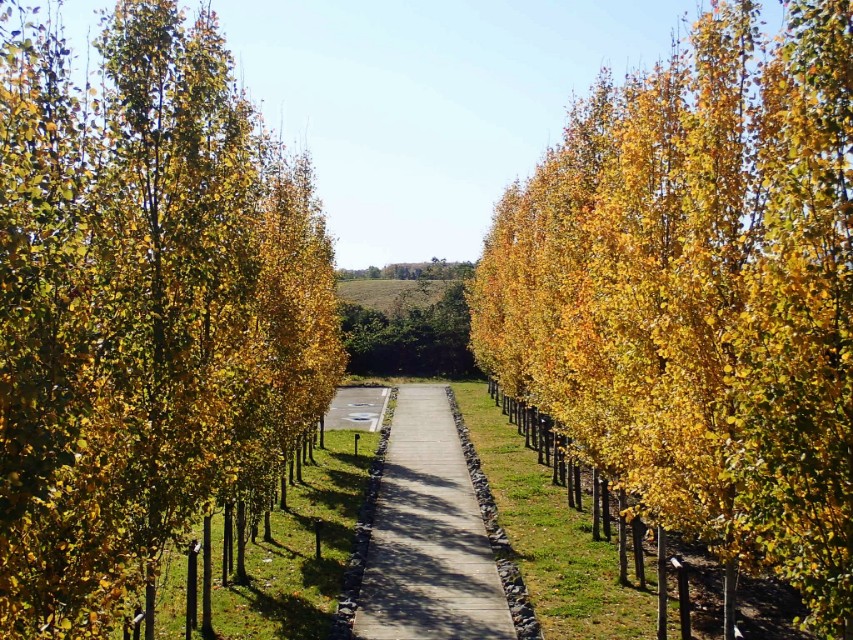 北海道登别到美瑛町需多久,日本北海道美瑛川的雪景