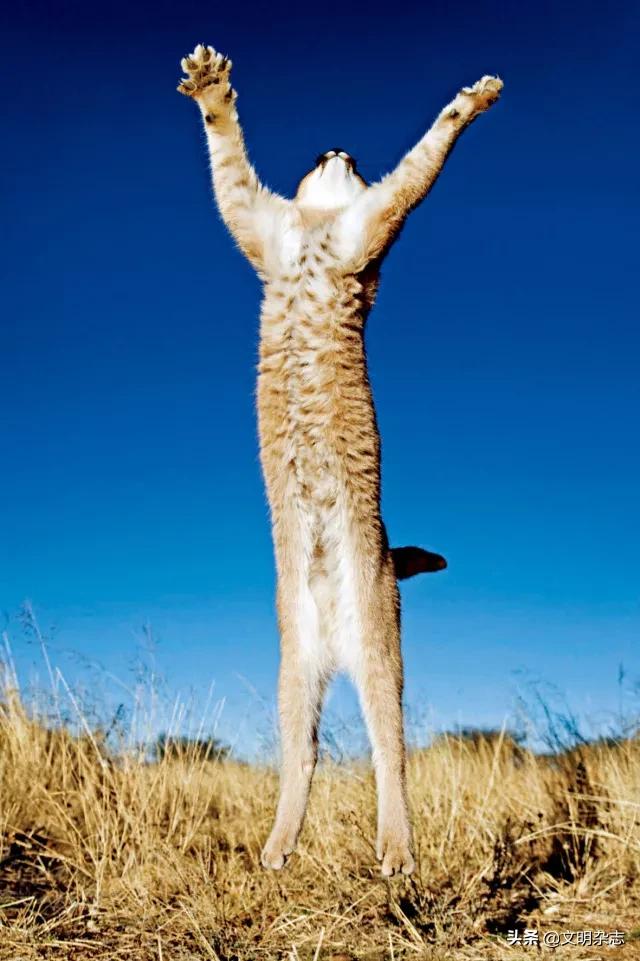 幽秘的长耳精灵——狞猫