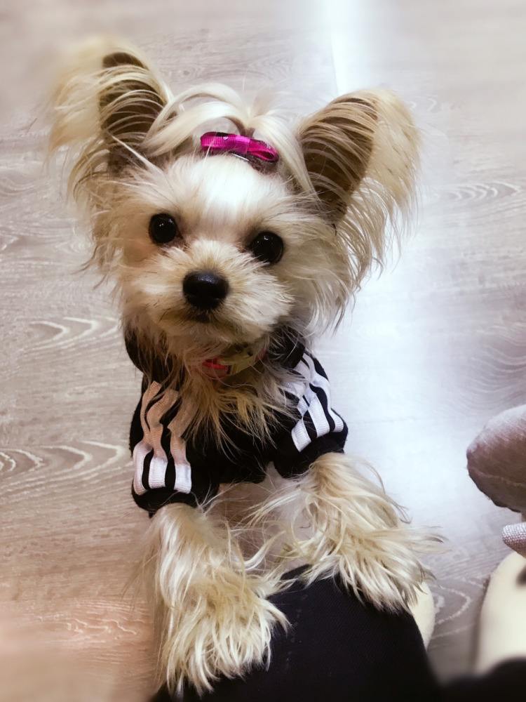 建议新手养的10种便宜狗狗不掉毛,十大适合家养的不掉毛狗狗有哪些