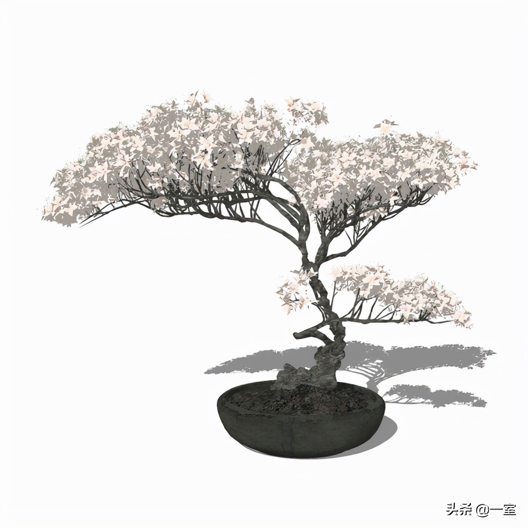 网红庭院植物搭配,网红绿植搭配技巧