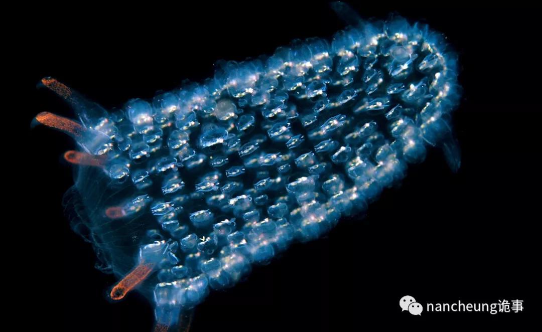 深海迷航第49天神秘生物,深海海底神秘的10种生物