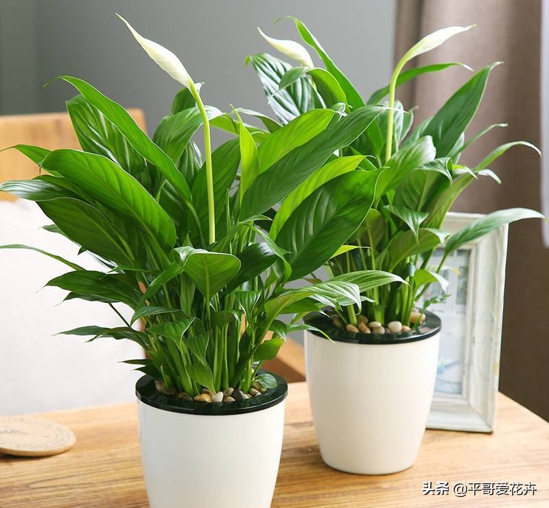 装修房子有气味种什么植物好,新屋去甲醛种什么植物最好