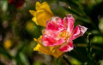 郁金香花之女王,素有花之女王之称的郁金香