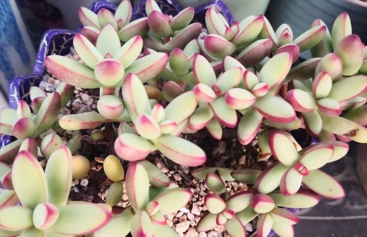 最美的20种多肉,15种最美的多肉