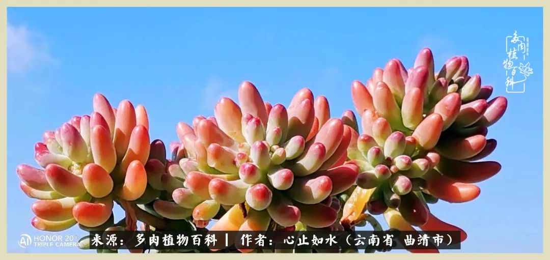 景德镇精品拇指多肉盆,轻奢多肉拇指盆3.5