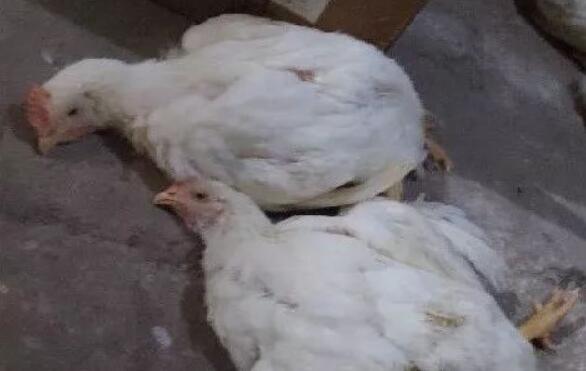 鸡受惊吓瘫痪最快的恢复方法,鸡出现瘫鸡咋回事