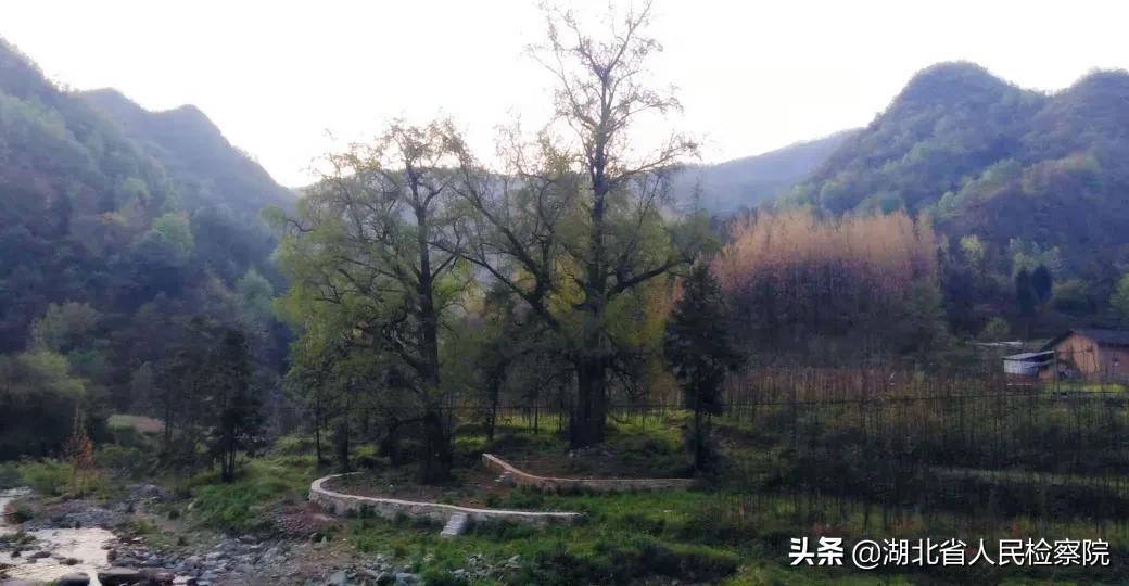 陈湾村疫情,疫情前的陈溪村