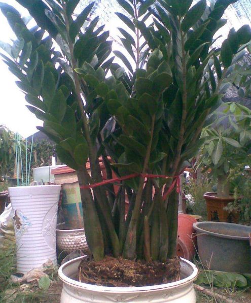 金钱树不用花钱买,金钱树不用营养土行吗