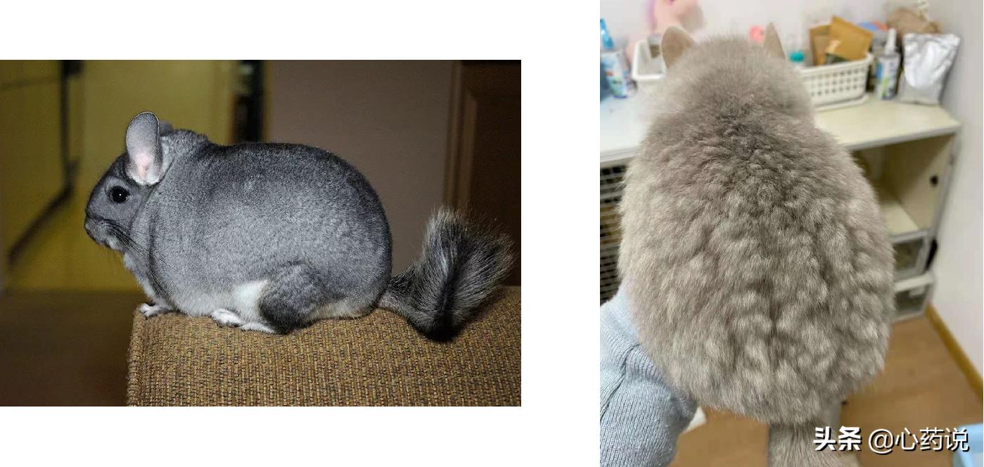 龙猫一对品种怎么选,龙猫入手前需要准备什么