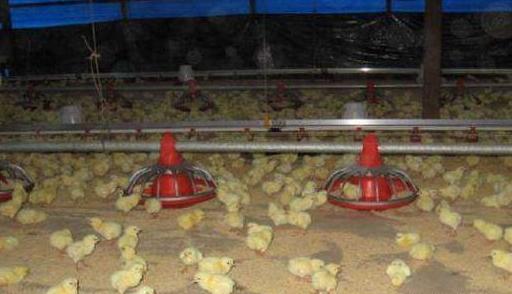 817肉鸡养殖的技术视频,817杂交肉鸡养殖密度