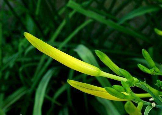 上等的山珍,上等山珍国宾菜