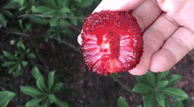 杨梅为什么成了网红水果,中国台州网红杨梅