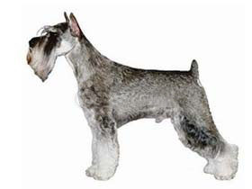 最受欢迎的四大宠物狗你养了吗,比较可爱乖巧的宠物狗有哪些