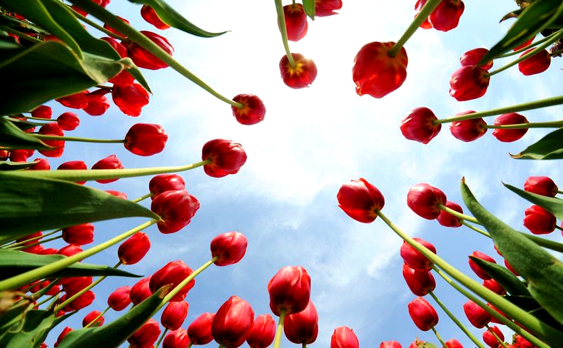 为看郁金香飞一趟荷兰？无锡人说：别傻了！来无锡梅园吧