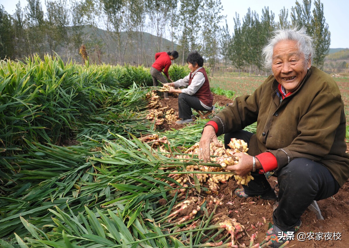 种植大姜催姜芽的正确方法和步骤,种植大姜如何生根