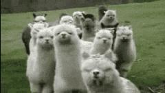 为什么国人对鱼情有独钟,为什么有的人对鱼那么痴迷