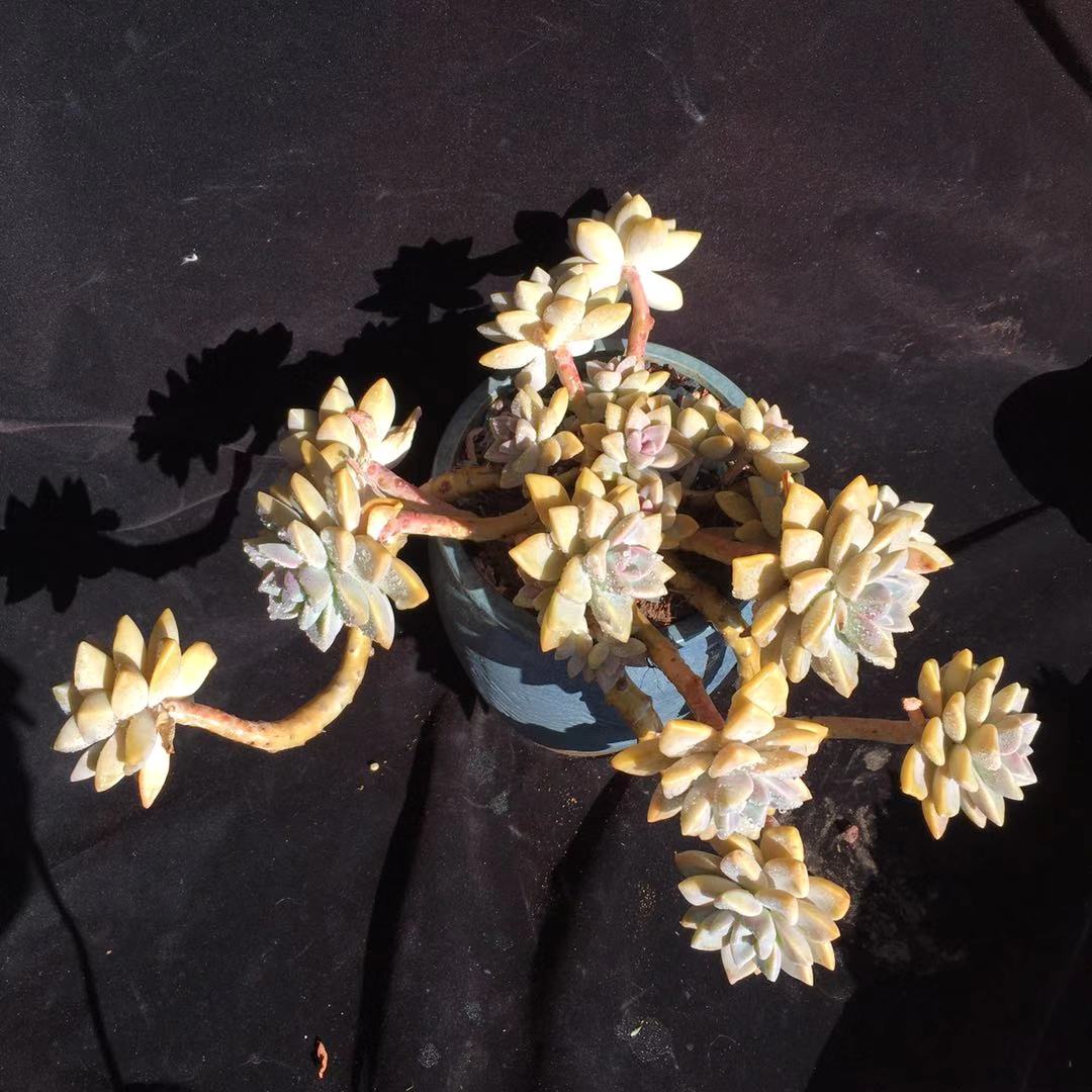 多肉怎么度过夏天,多肉夏季可以安全的度过夏季吗