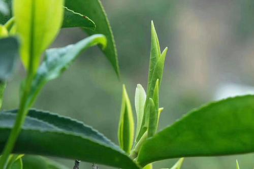 蒙顶黄芽与蒙顶雀舌口感,蒙顶雀舌和蒙顶石花