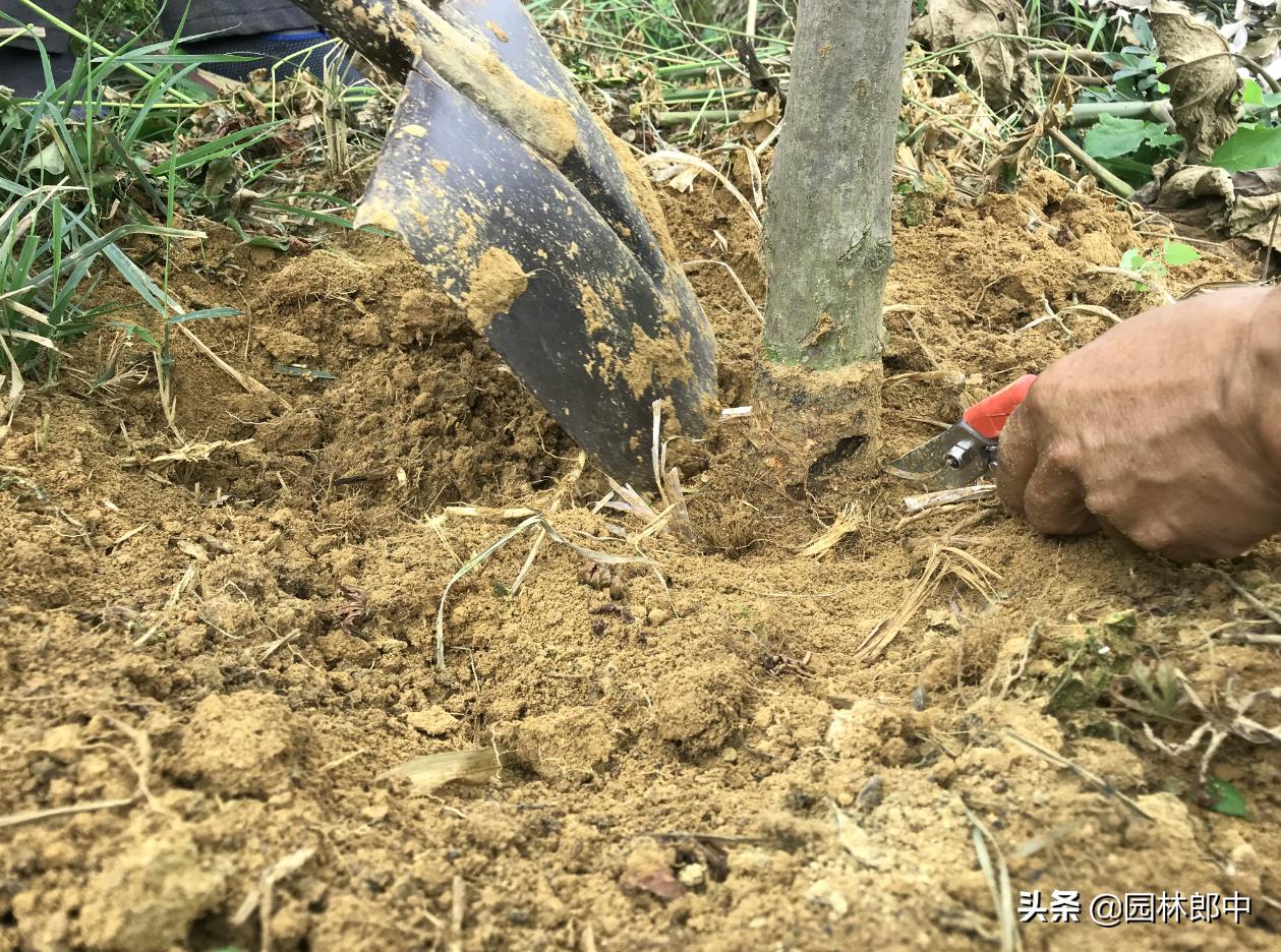 红枫幼苗叶子怎么都蔫了,红枫树叶子突然枯萎了怎么办