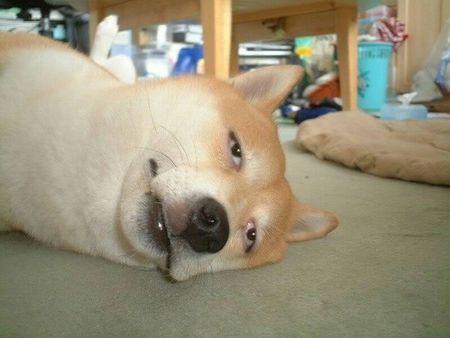 为什么犬类在交配后会“锁”住，无法分开？