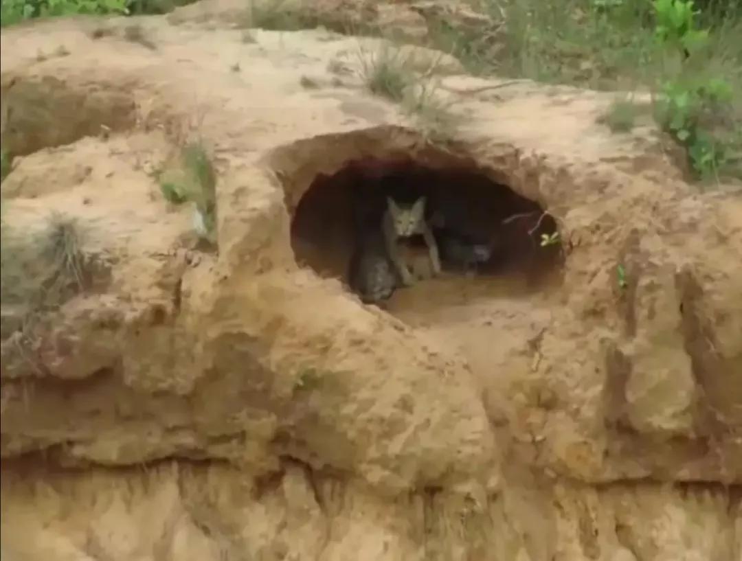 老太含泪扔下猫进城，猫妈带着小猫，在洞里挨饿，恶蟒蛇还来祸害