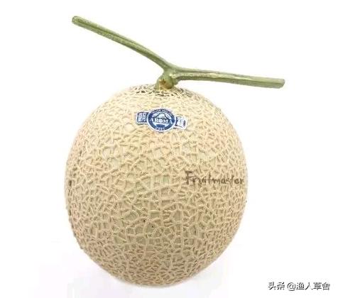 网纹瓜和静冈蜜瓜,静冈蜜瓜是网纹瓜吗