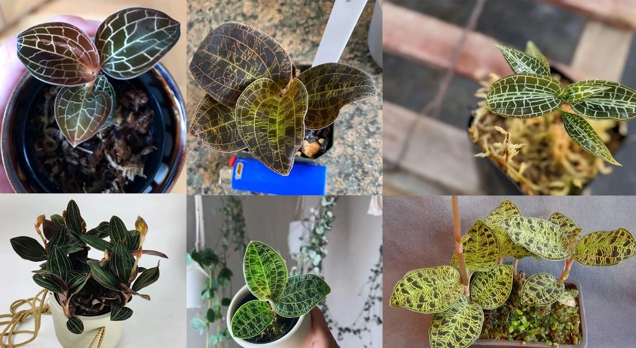 绿翡翠宝石兰植物,宝石兰植物