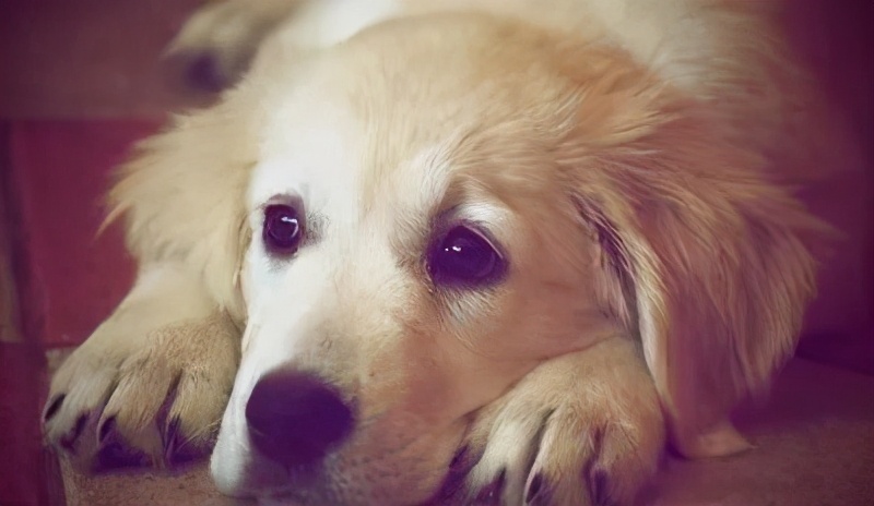 分离焦虑的狗狗怎样纠正,主人对狗狗有分离焦虑症