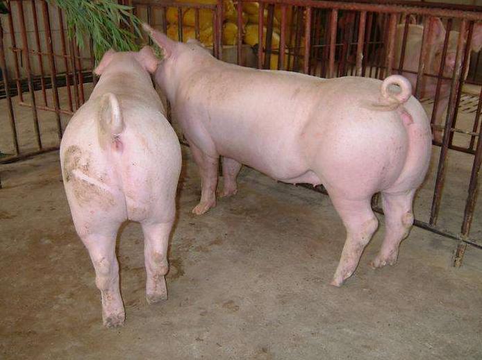 有的母猪发情不排粘液是什么原因？如何解决