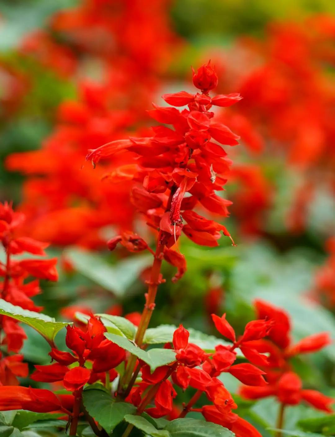 最美的风景美丽的校园,最美的风景就是校园