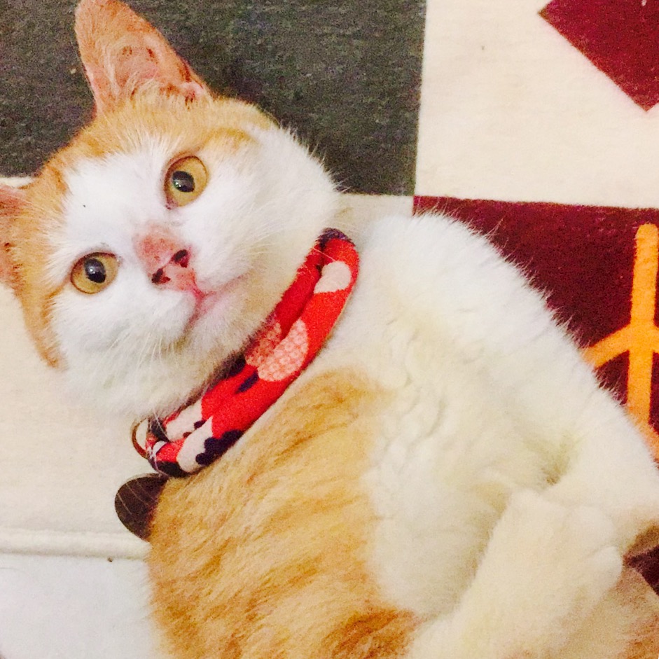 养四肢残疾猫好吗,如何养一只流浪小猫