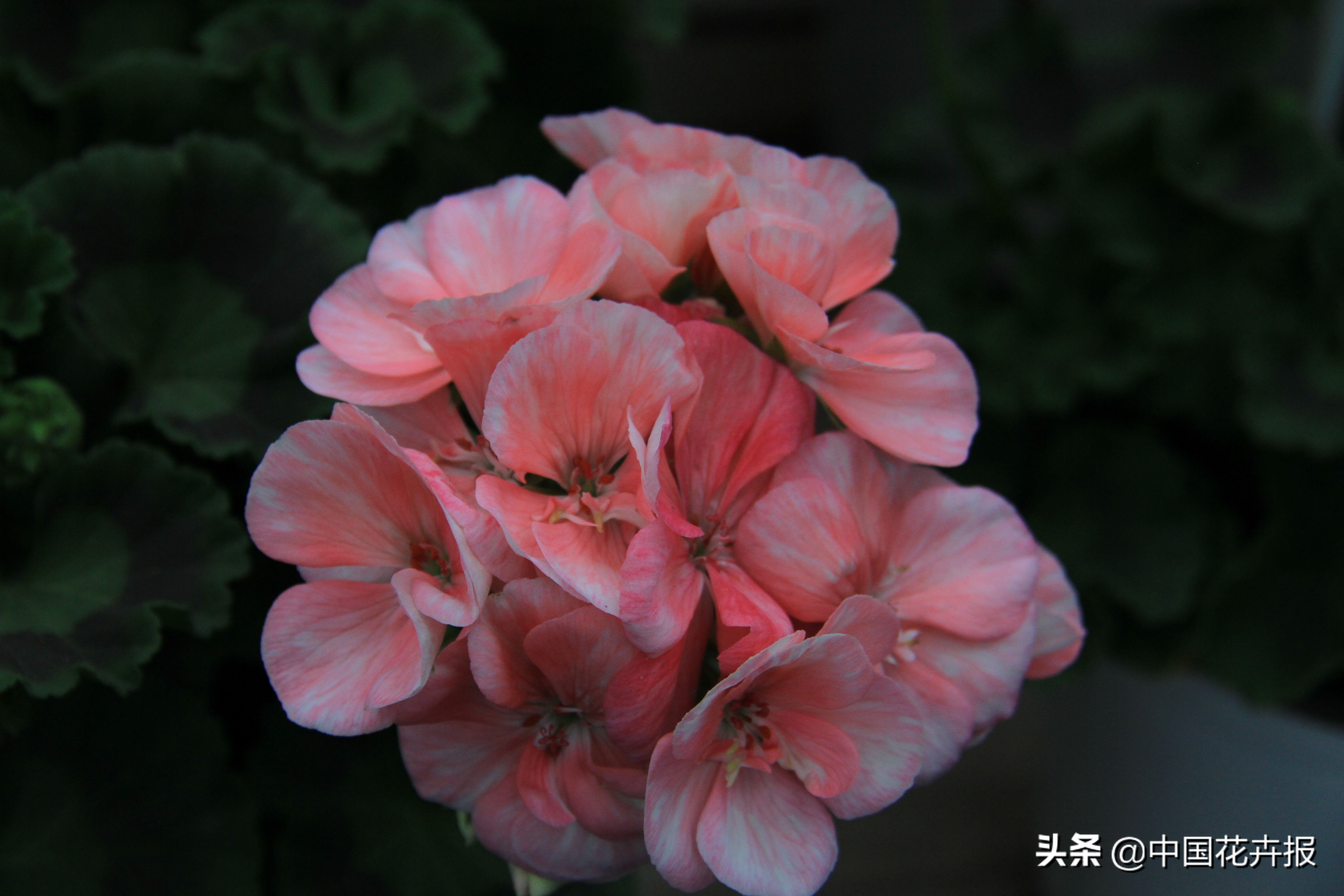 适合花园的花花草草,如何打造四季都有花的花园