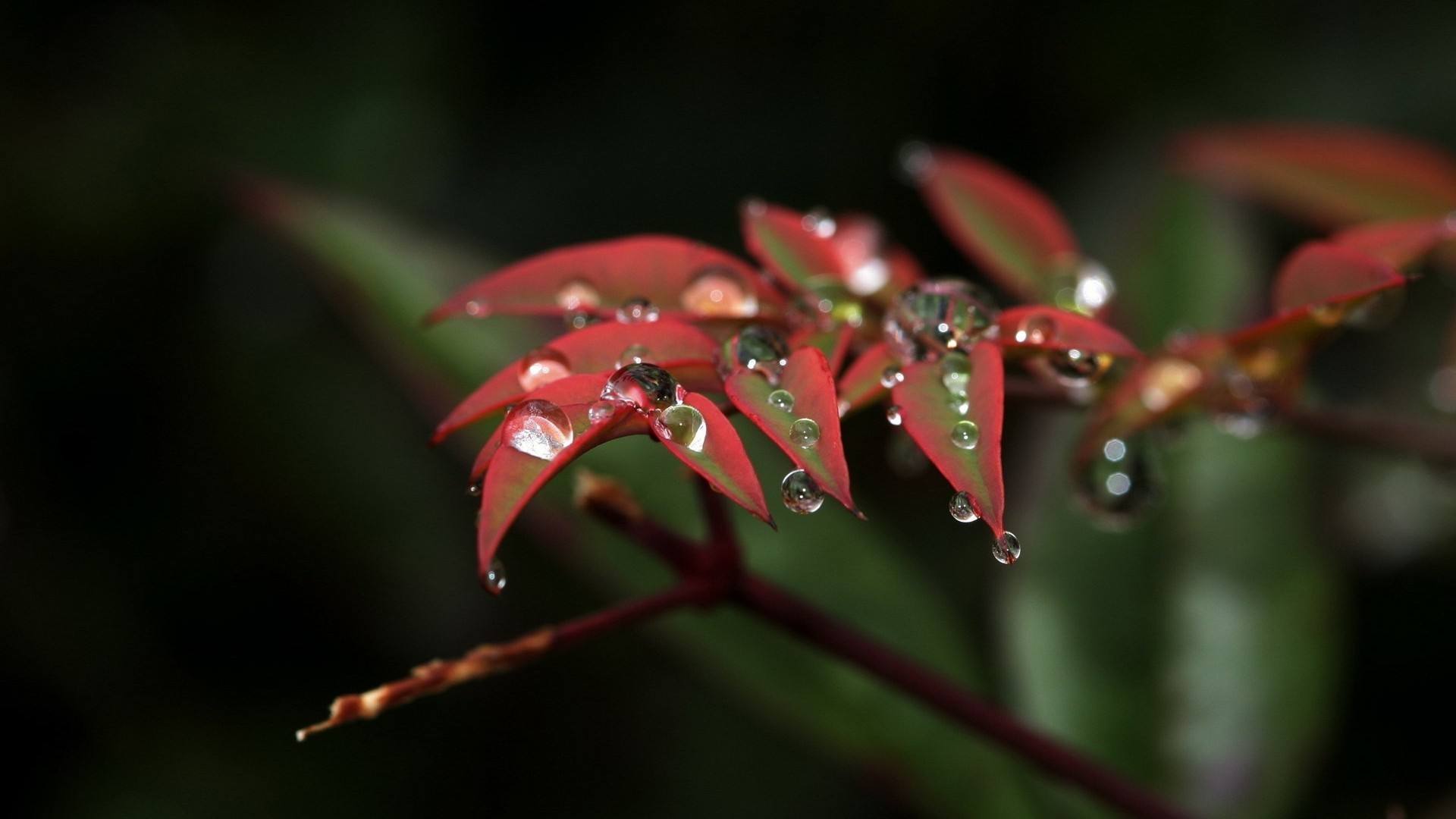 纳兰容若的十首经典诗词,纳兰容若十首最凄美诗词