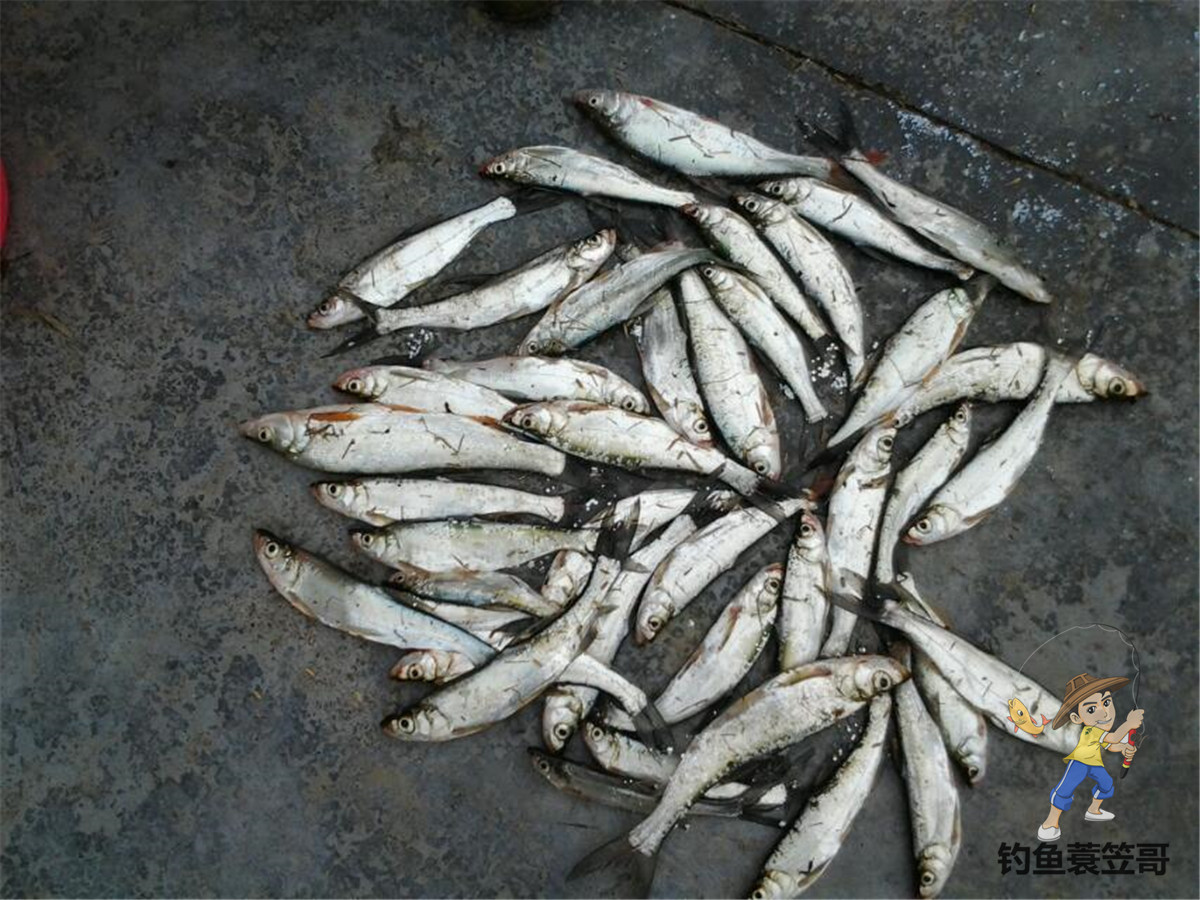 钓鱼如何预防小鱼闹窝,夏季钓鱼避免小鱼闹窝的4个方法