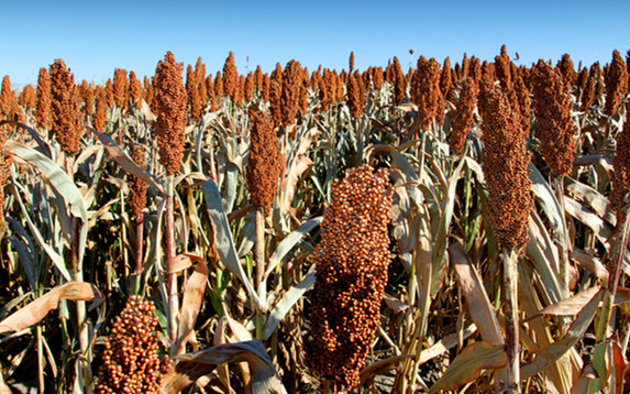 乡情散文：庄稼院儿的种地“留种”