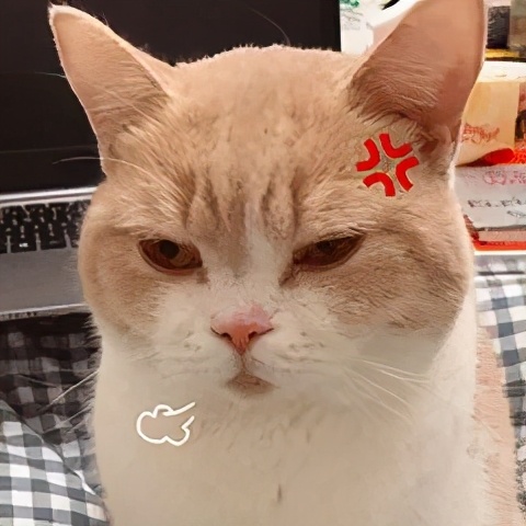 教你几招纠正猫咪坏习惯,猫咪犯错了该怎么打