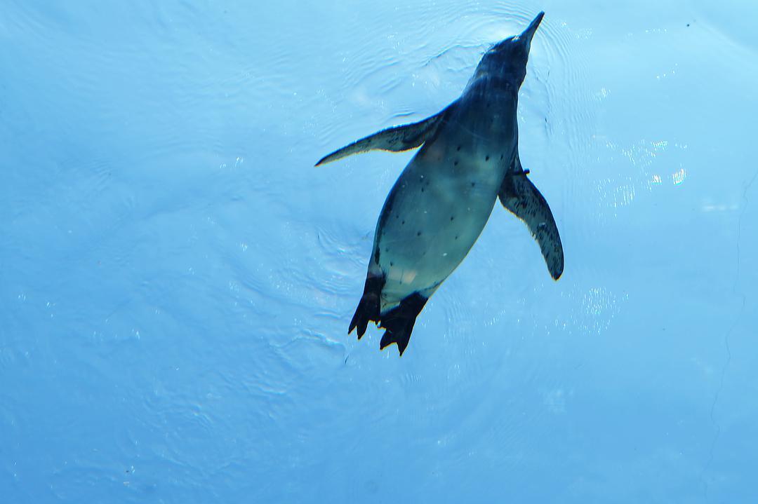 为什么北极没有企鹅宝宝,放在北极的69只企鹅怎么样了