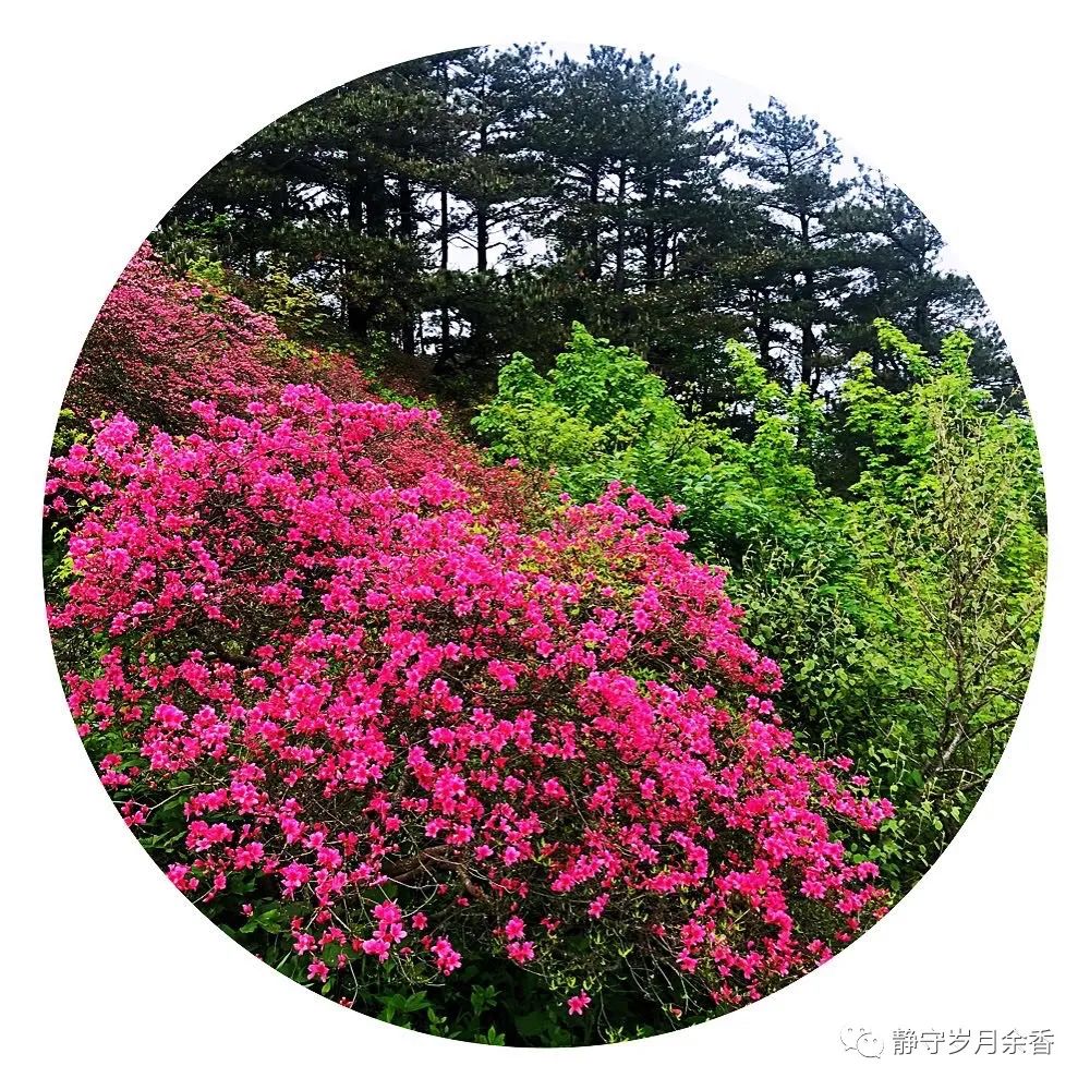 情满龟峰·诗涌花海