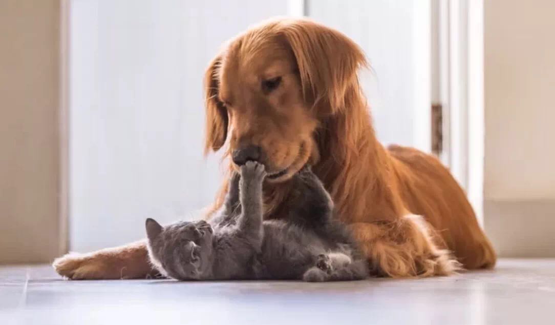 排名最好前十名的狗粮品牌,公认十大最好的狗粮品牌排名