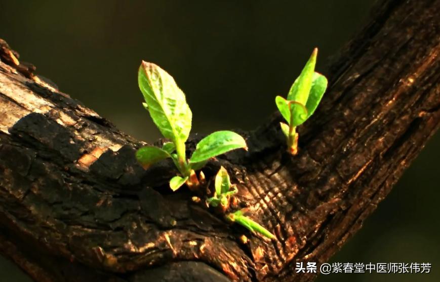 紫癜肾炎患者应该如何提高免疫力,小孩子过敏性紫癜肾炎好治吗
